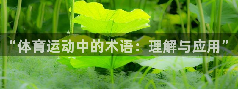 7m体育篮球比分网：“体育运动中的术语：理解与应用”